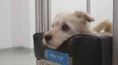 Zvieratá majú i vnímajú emócie. Máme dôkaz!