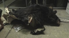 Aj toto objednávajú Slováci cez internet. Zoznam najkurióznejších kúskov z colnice