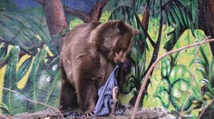 Šelmy zo zoo si zarábali ako módni návrhári