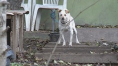 Držať psa na reťazi na dvore by sa mohlo zakázať