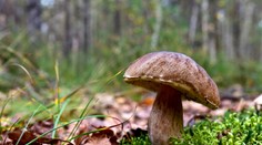 Letná hubárska sezóna: Mykologička prezradila, na čo si musíte dať pozor a čo treba dodržiavať