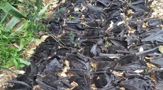 Scéna ako z hororu: Farmu zaplavili telá tisíciek mŕtvych netopierov