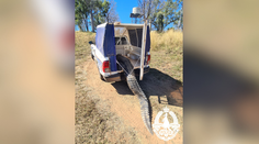 Prenasledoval ľudí, vrhal sa na deti a lovil psy. Problémový krokodíl skončil na pekáči