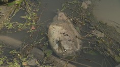 Ekologická katastrofa na Malom Dunaji pri Bratislave. V uplynulých dňoch tam uhynuli tisíce rýb