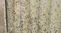 VIDEO: Milióny pavúkov lezú ľuďom po domoch. Utekajú pred záplavami v Austrálii