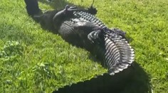 VIDEO: Ženu na Floride usmrtil veľký aligátor, keď sa snažila pomôcť psovi. Plaza sa podarilo odchytiť