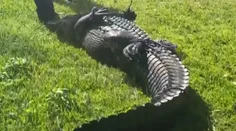 VIDEO: Ženu na Floride usmrtil veľký aligátor, keď sa snažila pomôcť psovi. Plaza sa podarilo odchytiť