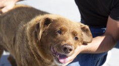 Zomrel najstarší pes v histórii. Bobi sa dožil vyše 31 rokov