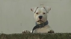 Brutálny útok argentínskej dogy na malého chlapca už má vinníka