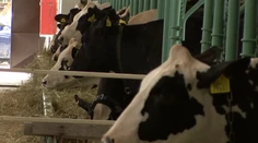 Pre voľbami vláda sľubovala veľký závod na spracovanie mlieka. Teraz ostalo ticho