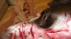 Najbrutálnejšie týranie! Angličanka (21) ubližuje vlastným psom