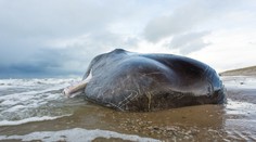 Vedci zistili, prečo veľryby páchajú samovraždy. Najviac ohrozené sú vorvaňovce