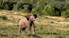 Muž si chcel urobiť selfie so slonom, neprežil to