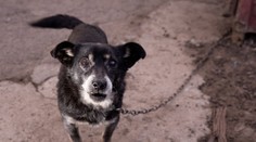 Zvierací ombudsman: Pes na reťazi trpí. Cíti to isté ako človek, ktorého držia v garsónke