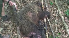 Niekto zastrelil medvedicu a jej telo nechal ležať v lese. Ostali po nej tri mláďatá