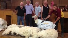Ovca-rekordérka. Z tela jej odstránili 28 kíl vlny