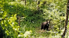 Turista zatúžil v poľských Tatrách po selfie s medveďom, ten na neho zaútočil