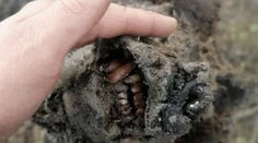 Topiaci sa permafrost vydal dokonalú múmiu jaskynného medveďa. Zachovalý je dokonca aj nos