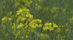 Viacerým prekážala, teraz nás má zachrániť. Možný nedostatok slnečnicového oleja odstráni repka