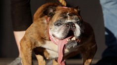 Najškaredším psom roka sa stal buldog Zsa Zsa