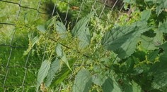 Žihľava patrí medzi najlepšie prírodné lieky. Môže, ale aj uškodiť