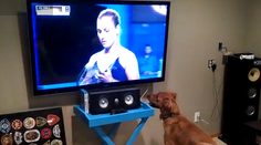 Našli sme najväčšieho fanúšika Dominiky Cibulkovej