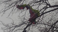 Paraglajdista skončil na strome pri Malackách. Zachraňovali ho aj hasiči