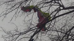 Paraglajdista skončil na strome pri Malackách. Zachraňovali ho aj hasiči