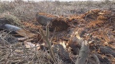 Podnikateľ mohol vyrúbať päť stromov, no padlo ich až 160