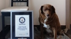 Stal sa najstarším psom, aký kedy žil. S narodením Bobiho sa spája dojímavý príbeh