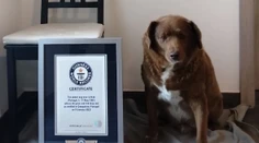 Stal sa najstarším psom, aký kedy žil. S narodením Bobiho sa spája dojímavý príbeh