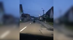 VIDEO: Medveďa autom ráno naháňali cez celý Lieskovec pri Zvolene. Miestni by mali spozornieť