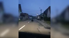 VIDEO: Medveďa autom ráno naháňali cez celý Lieskovec pri Zvolene. Miestni by mali spozornieť