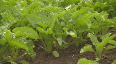 Zmena klímy. Ktorým plodinám prospieva a ktorým naopak škodí?