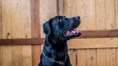 Nikto si ich nechce adoptovať. Čierne psy sú často odsúdené na život v útulku