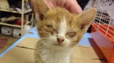 Ohavnosť bez hraníc. V takomto zúboženom stave našli 29 mačiek