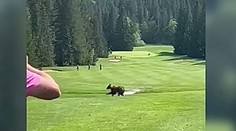 Golfisti na Táloch už nevedia, ako ďalej. Na ihrisku pravidelne stretávajú medveďa