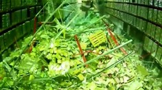 Hotová katastrofa! V sklade padali regále plné tovaru ako domino