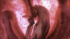 Toto ste zrejme ešte nevideli: Nenarodené zvieratá vo vnútri matky