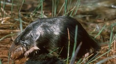 Je niečo medzi krtkom, potkanom a vtákopyskom. Hrozí, že jedinečný druh živočícha vymrie