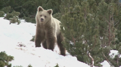Súdny lekár si smrteľný útok medveďa nepamätá. Oveľa viac obetí majú na svedomí iné zvieratá