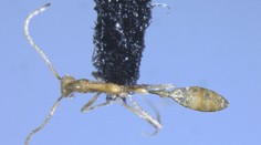 Objavili doteraz neznámy druh mravca. Dostal pomenovanie podľa populárnej postavičky