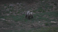 Na juh Slovenska sa opäť zatúlal medveď. V lesoch sa majte na pozore
