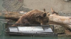 Medvede v ZOO testujú nový prototyp zabezpečených kontajnerov. Pozrite sa, ako dopadol test odolnosti