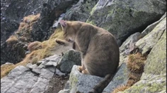 Vysoké Tatry majú novú atrakciu. Turistov na vrcholoch štítov víta zatúlaný kocúr