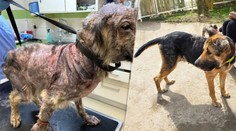 Reťaz bola taká krátka, že si nedokázala ani sadnúť. Katinka si prežila psie peklo