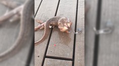 VIDEO: Rybár chytil morského tvora, ktorý sa nepodobá na žiadny známy druh