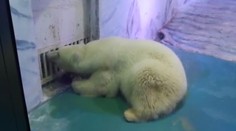 Pohľad, ktorý bolí. Toto je Pizza, najsmutnejší medveď na svete (video)