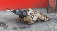 Znie to ako zlý sen, ale toto sa naozaj stalo. Had požieral na ulici v Londýne holuba