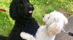 Dva psíky, súrodenci, sa po stretnutí objímajú na ulici